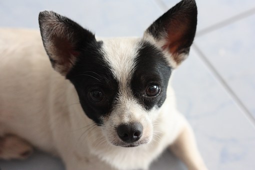 Dog Diarrhea- What is the Cause?
