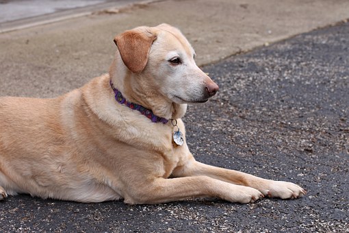 Strange Facts About Why Dogs Lick