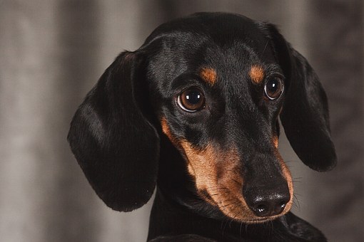 Adam Kutner Updates People About Dog Injuries