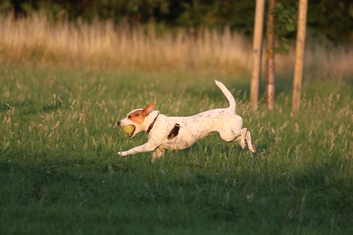 Are You Ready For A Dog?