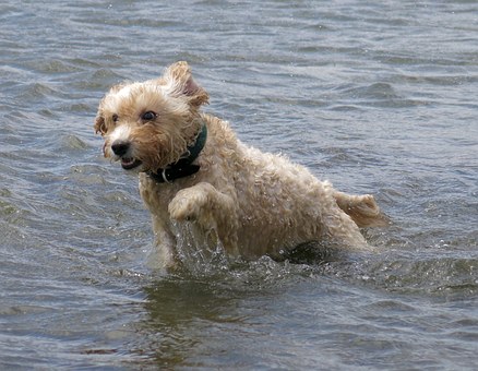 Training Your Dogs
