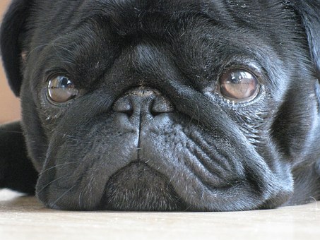 Lazy Dog Gallery Now Considered The Top Uk Online Suppliers Of Handmade Fashion Jewellery