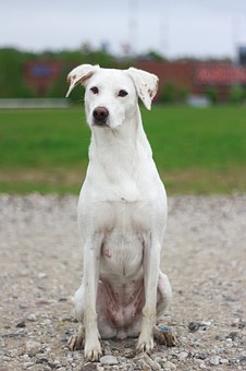 Enjoy Hunting more with a Hunting Dog