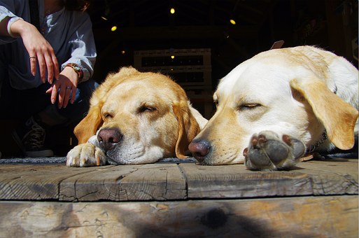 Making Your Walks Beneficial For Your Dog