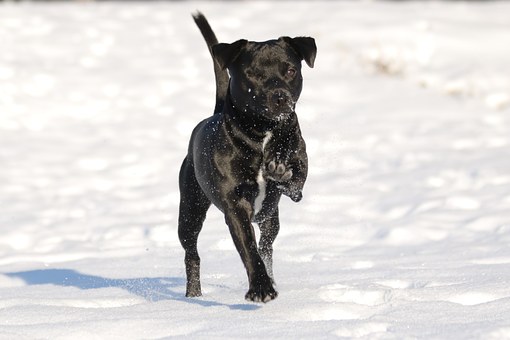 Want To Learn About The Symptoms Of Cancer In Dogs ? Here Is The Best Place To Start