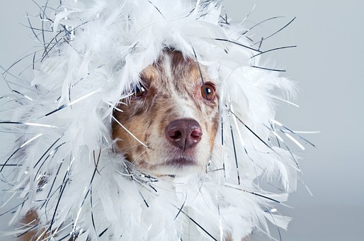 ESSENTIALS OF FOLLOWERSHIP-LESSONS FROM THE HUNTER'S DOG