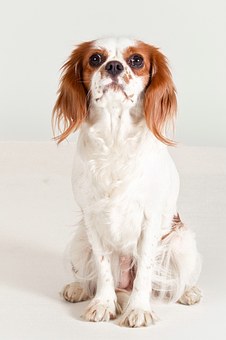 How To Over Come Bad Dog Breath