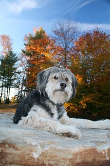 Beta the best natural choice for your dog