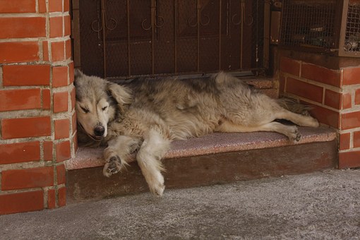 Tips For Selecting A Pet Dog