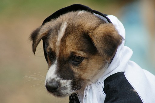 Adam Kutner Updates People About Dog Injuries