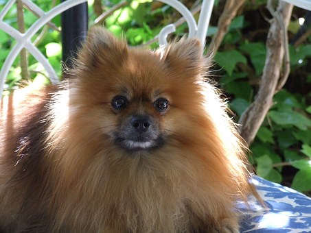 Tips For Training Your Dog The Right Way