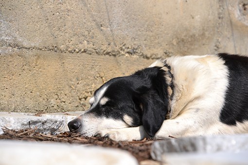 Understanding Your Dog's Life Stages