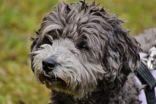 Selecting The Right Leather Collar For Your Dog