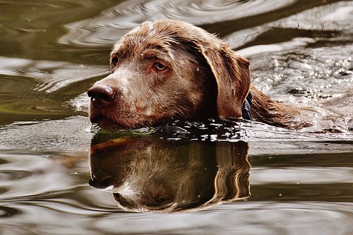Top Ways To Toilet Train A Dog