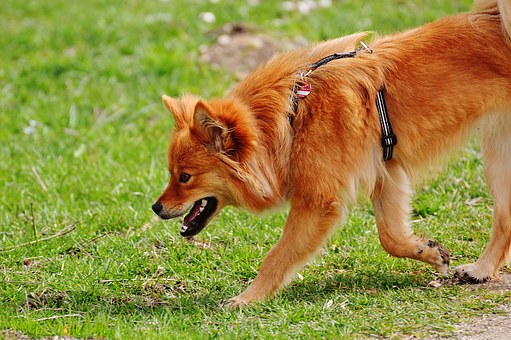 Five Reasons To Pick Up After Your Dog, Every Single Time