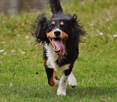 How To Treat Your Dog's Allergies