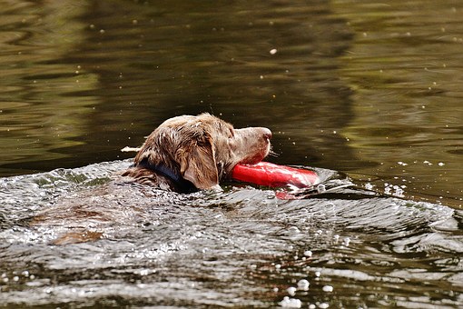 Dogue de Bordeaux - Facts You Must Know Before Adopting Dogue de Bordeaux