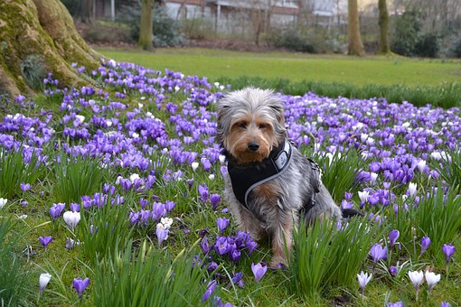 Steps To Control Dog Aggression