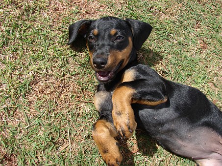The Active Dog