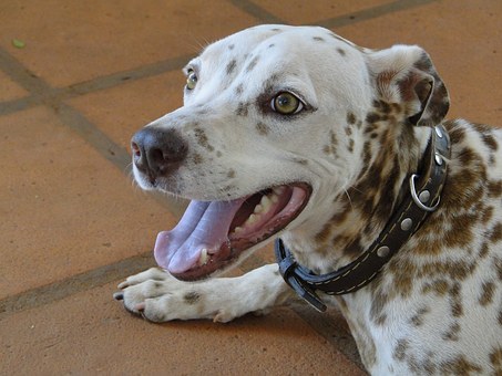 How To Stop Your Dog From Biting