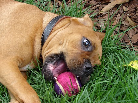 Bond With Your Pet With The Right Dog Grooming Tools