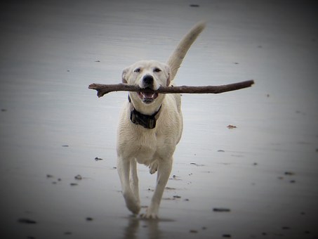 Help Your Dog Learn Not To Bite