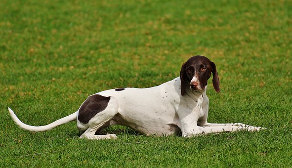 The Function Of Nutrients For Your Dog