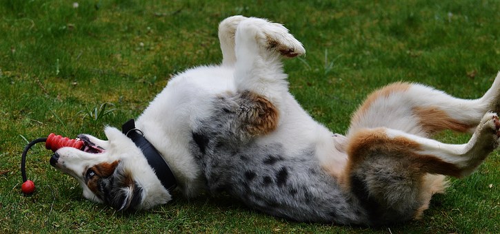 How Do You Get Your Dog To Eat From One Bowl?