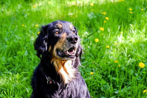 How Much Will It Cost To Own A Dog?