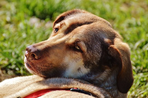 A Dog's Actual physical Well-Being Is Primarily A Undertaking Based mostly On The Vigor Of Their own Digestive System