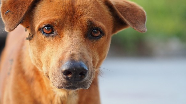 Studying A Couple Of Dog Training Tips Can Help