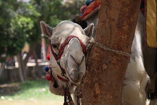 Cairo Overnight Trip by Plane From Sharm El Sheikh To Giza Pyramids & Old Cairo