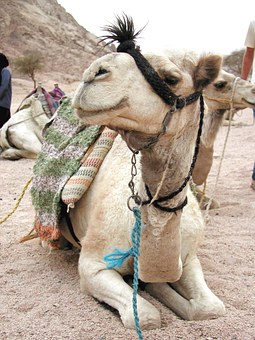 Day trip to Cairo from Luxor by flight