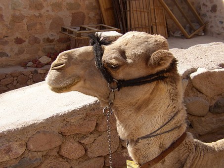 Port Said Two Day Trip To Giza Pyramids, Citadel , Egyptian Museum & Khan Khaliy
