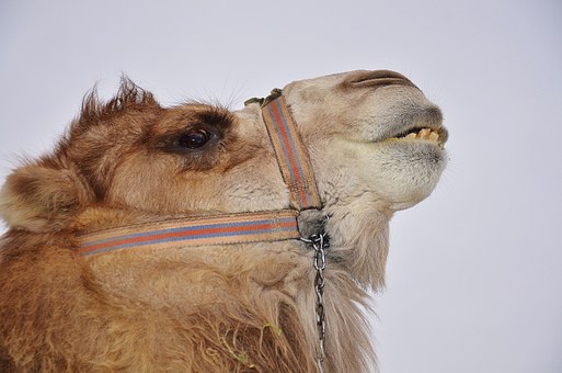A Holiday In Egypt