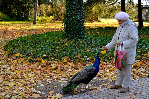 Home Care in Illinois for the elderly independent