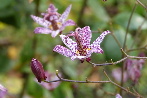 Mother's Day Around The World
