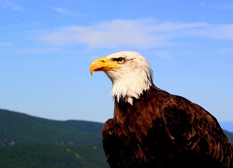 Locate Luxury Seal Watching Tours In Montauk And Find Out About Unique Town Icons And Events