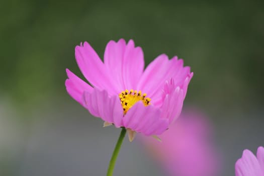 Microsoft Dynamics Crm Is A Great Solution For Making Your Business At Its Best
