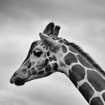 An Opt-in List Building Strategy