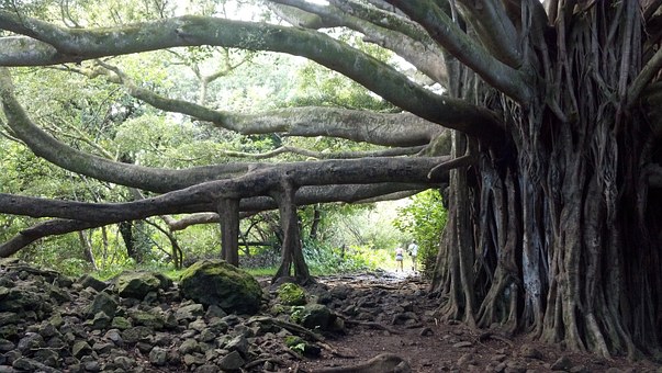 Romancing Aloha State Hawaiian Cuisine Surfer's Paradise Peaceful Villages Magical Isle Of Maui Frag