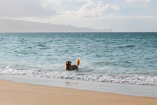 Dreaming Of A Magical Hawaiian Trip? It Is No Problem To Locate Cheap Hawaiian Getaway Packages