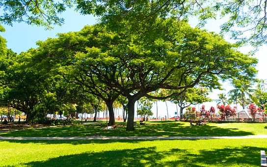 Hawaii Tours – Know the Basics Before Embarking