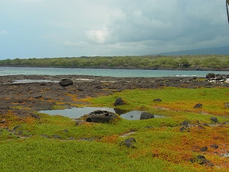 Planning That Wonderful Hawaiian Excursion? It Is A Great Time To Locate Fantastic Hawaiian Trip Rat