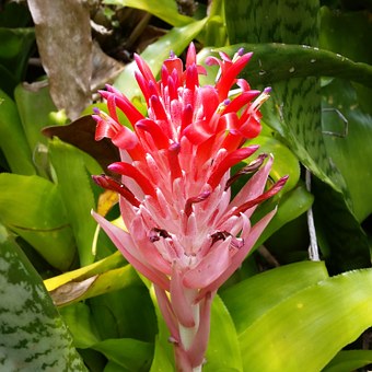 Dreaming Of That Spectacular Hawaiian Trip? It Is A Great Time To Locate Hot Hawaiian Trip Discounts