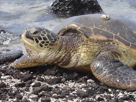Dreaming Of That Beautiful Hawaiian Trip? It Is Simpler Than You Think To Locate Cheap Hawaiian Geta