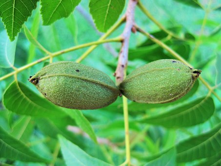 Mononucleosis Treatment - Herbs