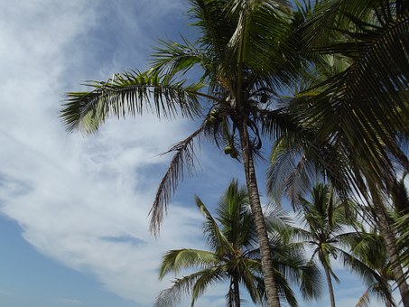 Oasis Punta Cana First Rate Summer Leads Accommodations Packages Gastronomical Treats And Tourist Sp