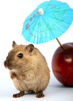 Keeping Your Property Intact At Unreasonable Times: Mortgage Insurance Plans