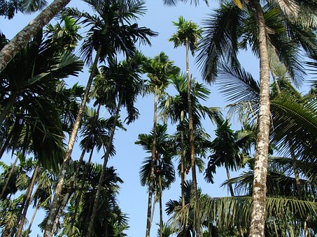 Place To Plan Holidays South India